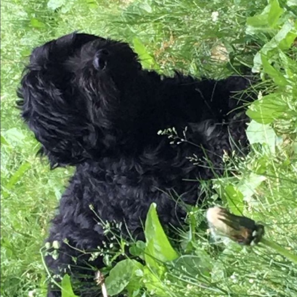 Meet your Posher, Jesse - Picture 1 of 1